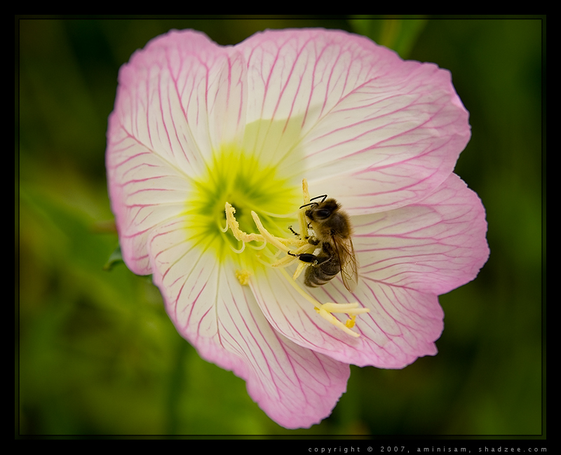 Flower and the Bee