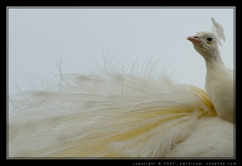 White Peacock