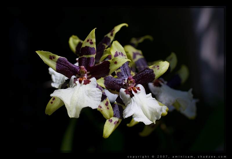 Orchid Macro