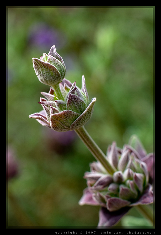 Flowers closeup