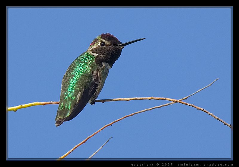 Humming Bird