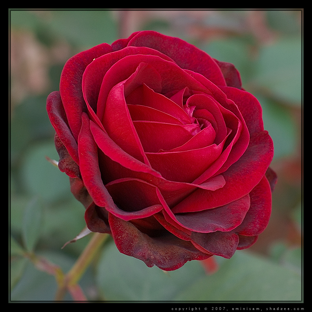 Red Rose