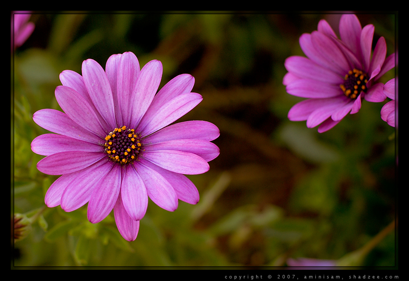 Another Small Flower