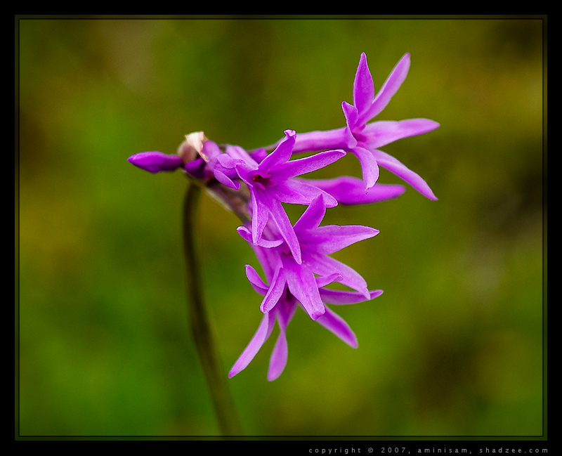 Small Flower