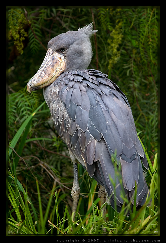 Shoebill Stork