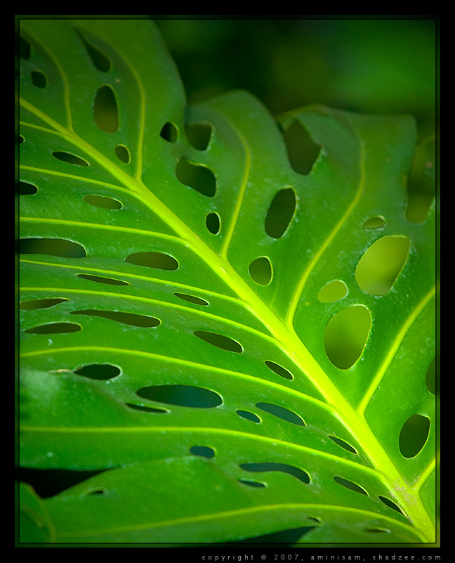 Green Leaf