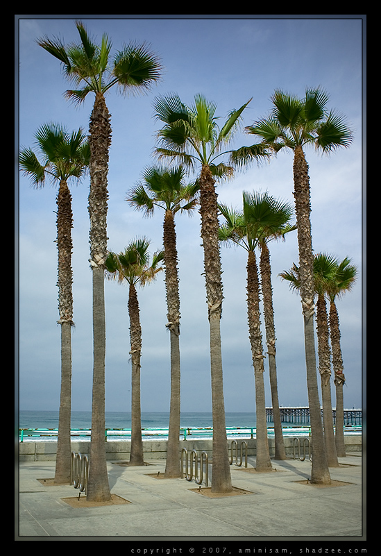 Trees by the Beach