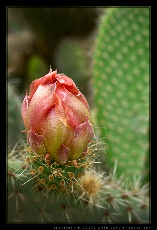 Cactus Flower