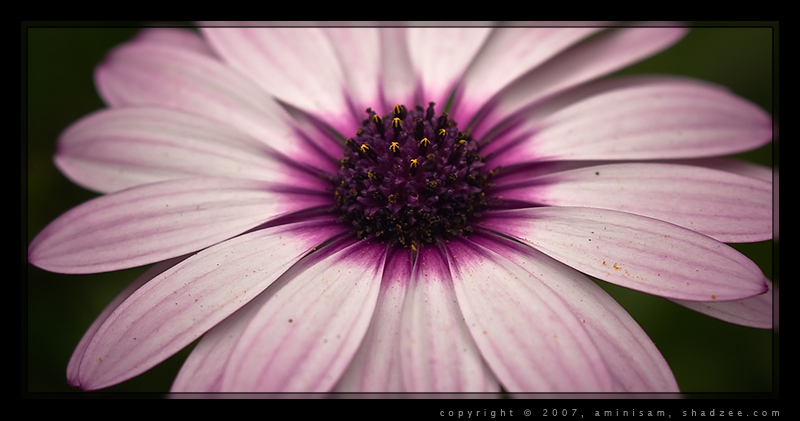 Purple Close Up