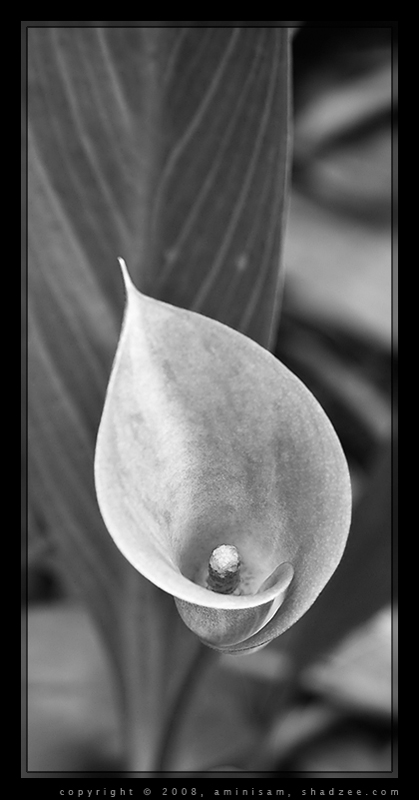 Cala Lily