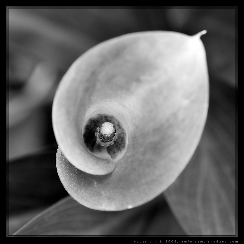 Cala Lily 2