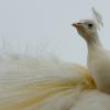 White Peacock