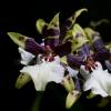 Orchid Macro