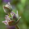 Flowers closeup