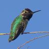 Humming Bird