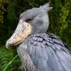 Shoebill Stork