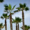 Trees by the Beach