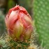 Cactus Flower